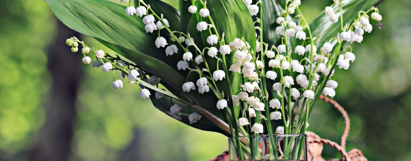 tradition of lily of the valley on May 1 in France
