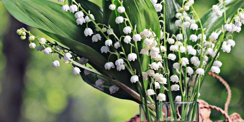 Why lily of the valley on May 1 ?