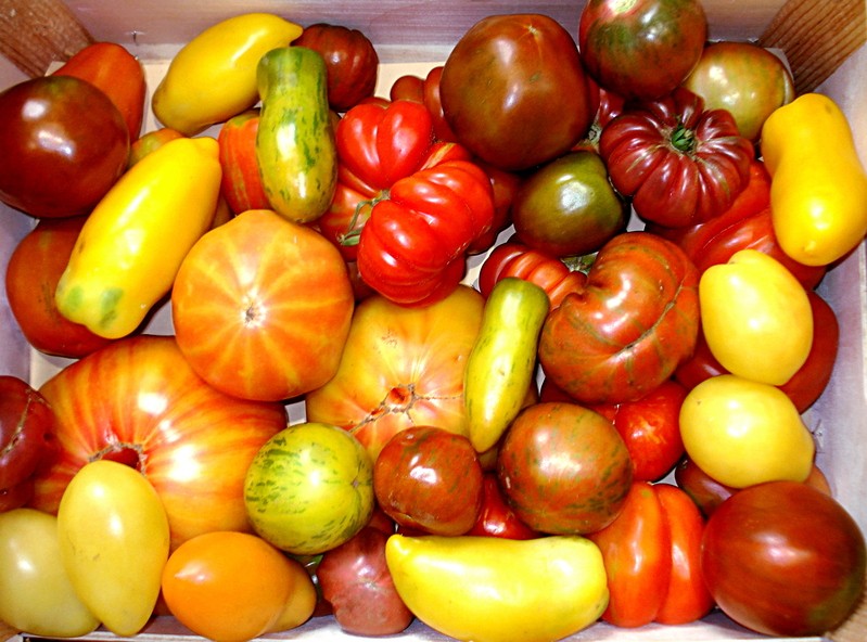 type of tomatoes fresh fruit occitanie montpellier